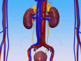 CGI of a testicular cancer