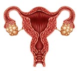 Picture of the uterine